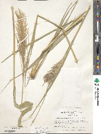 Leptochloa virgata image