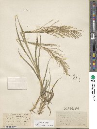 Leptochloa virgata image