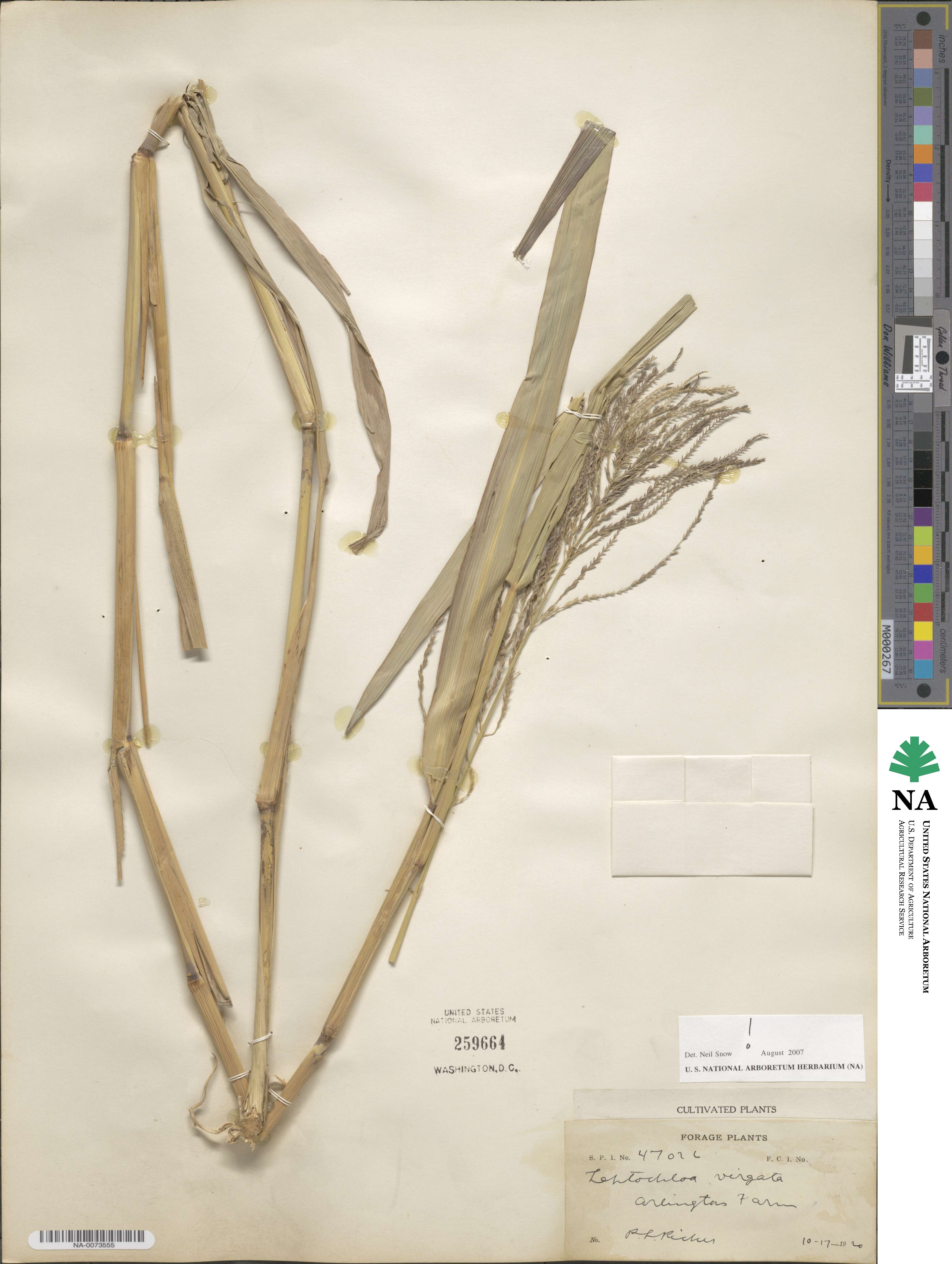 Leptochloa virgata image