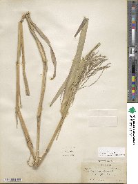 Leptochloa virgata image