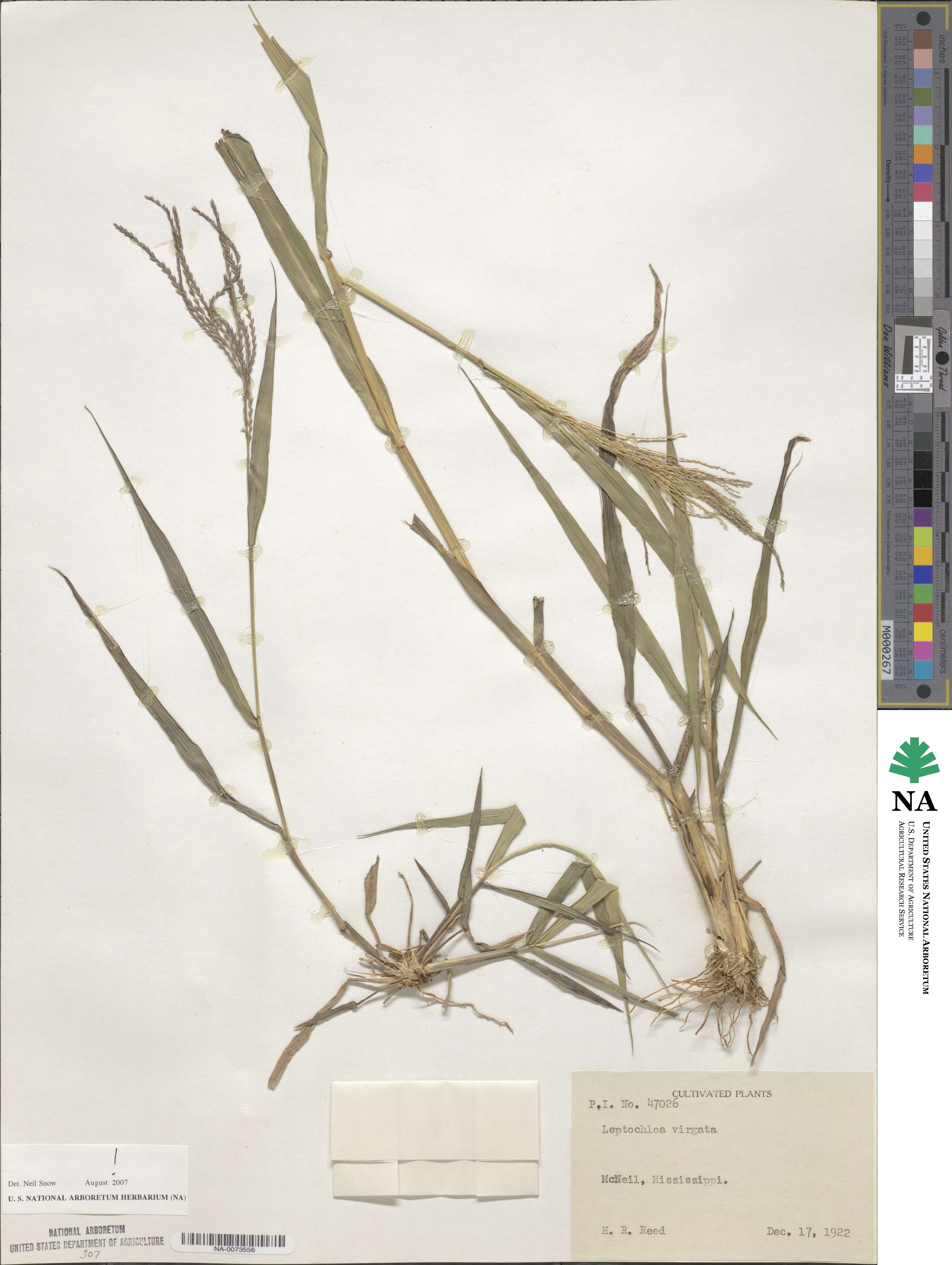 Leptochloa virgata image