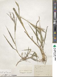 Leptochloa virgata image