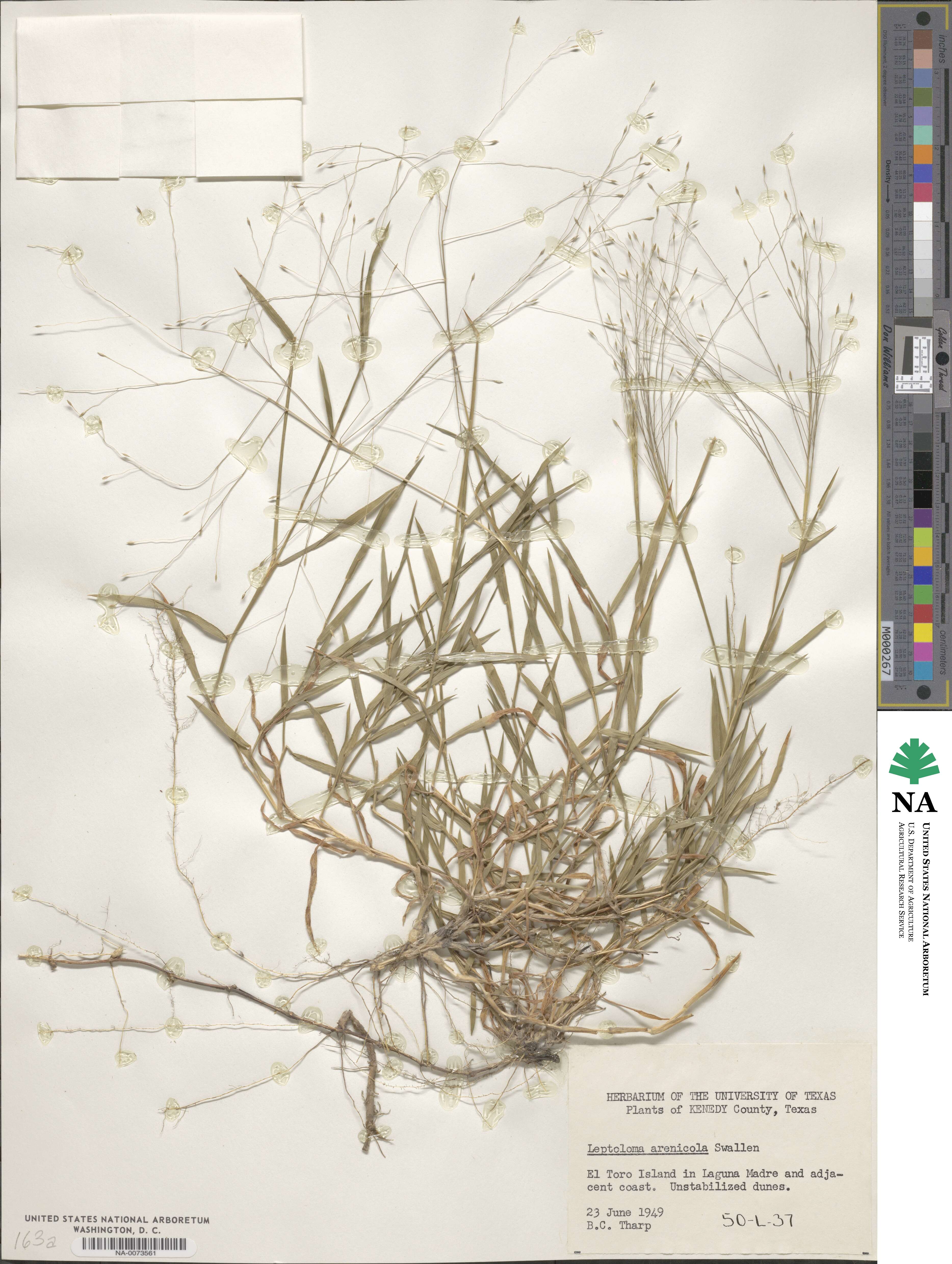 Digitaria arenicola image