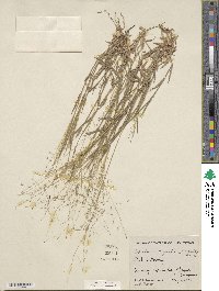 Digitaria cognata image