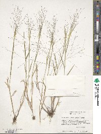 Digitaria cognata image