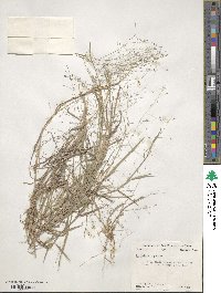 Digitaria cognata image