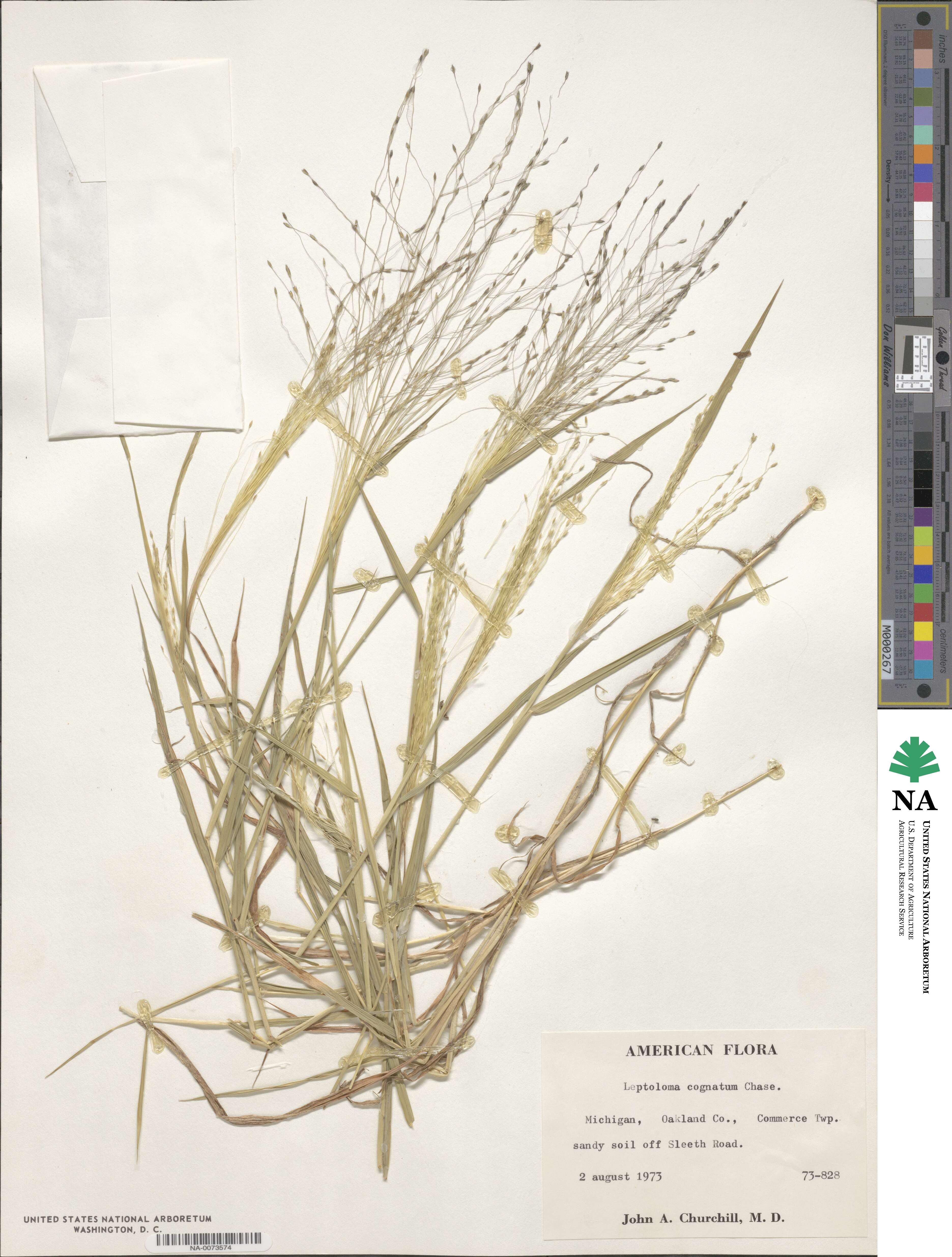 Digitaria cognata image
