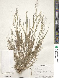 Digitaria cognata image