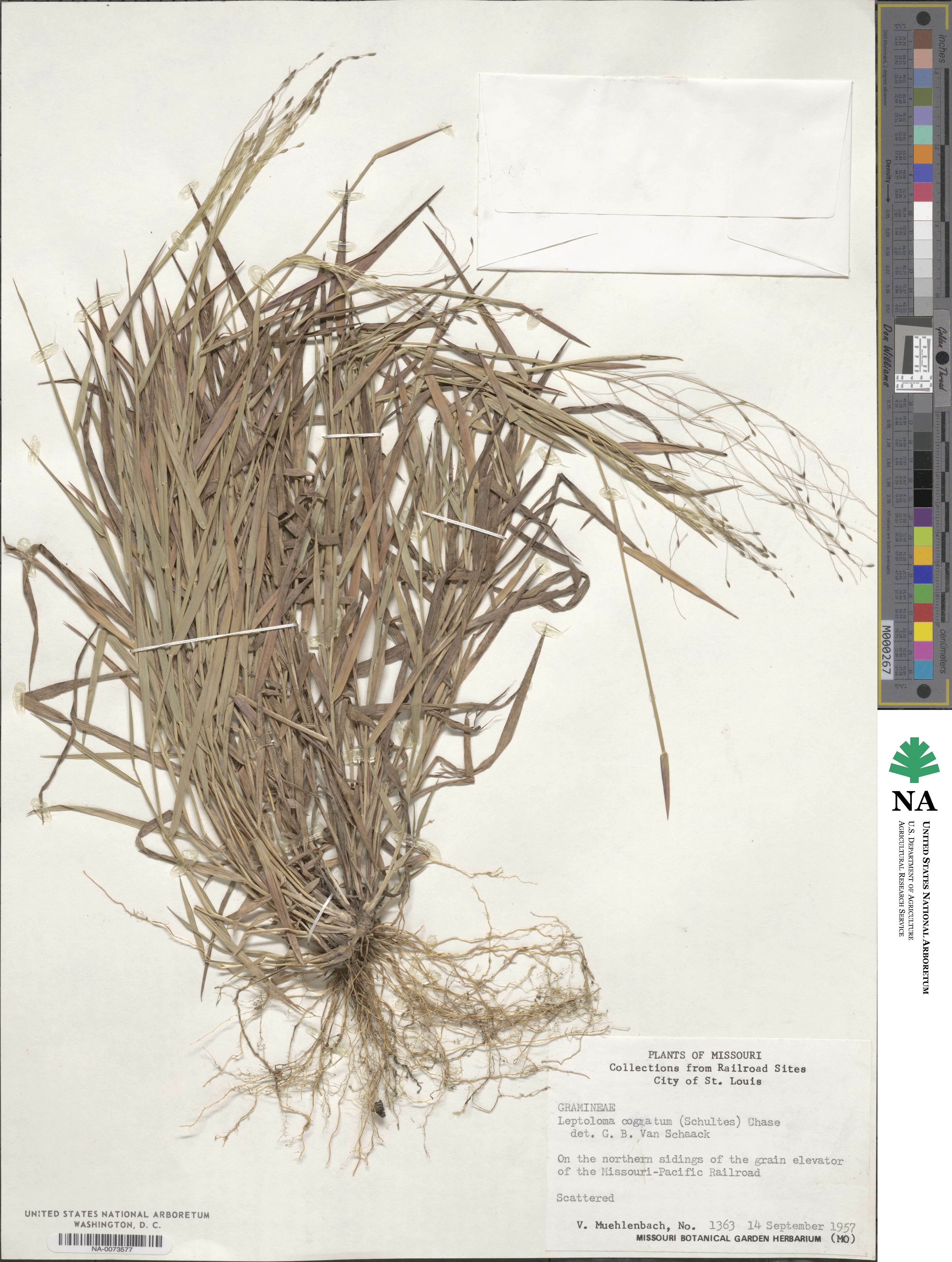Digitaria cognata image