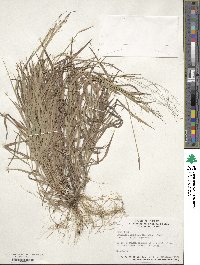 Digitaria cognata image