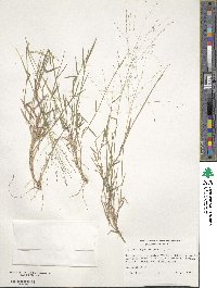 Digitaria cognata image