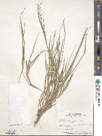 Digitaria cognata image