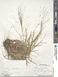 Digitaria cognata image