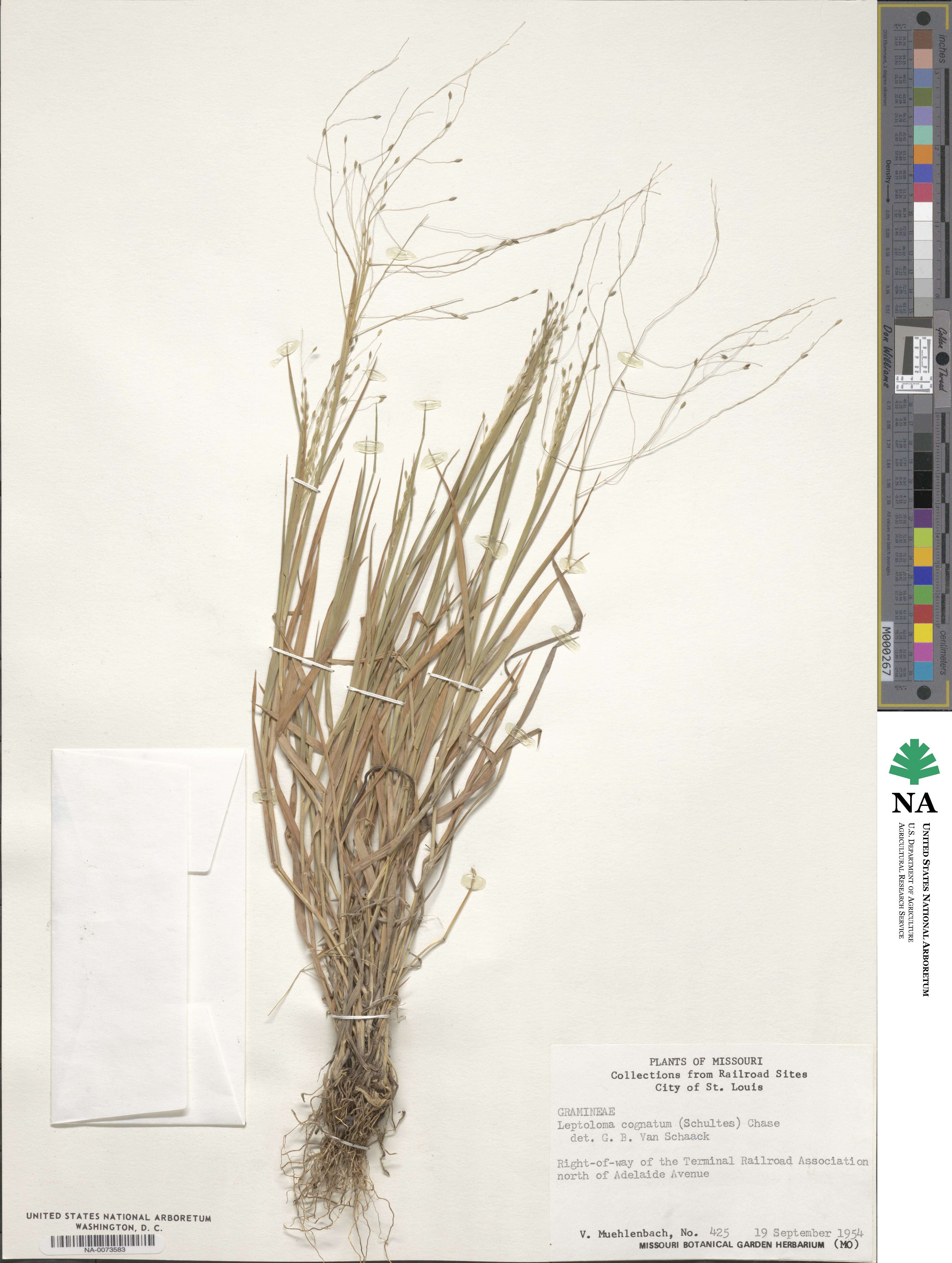 Digitaria cognata image