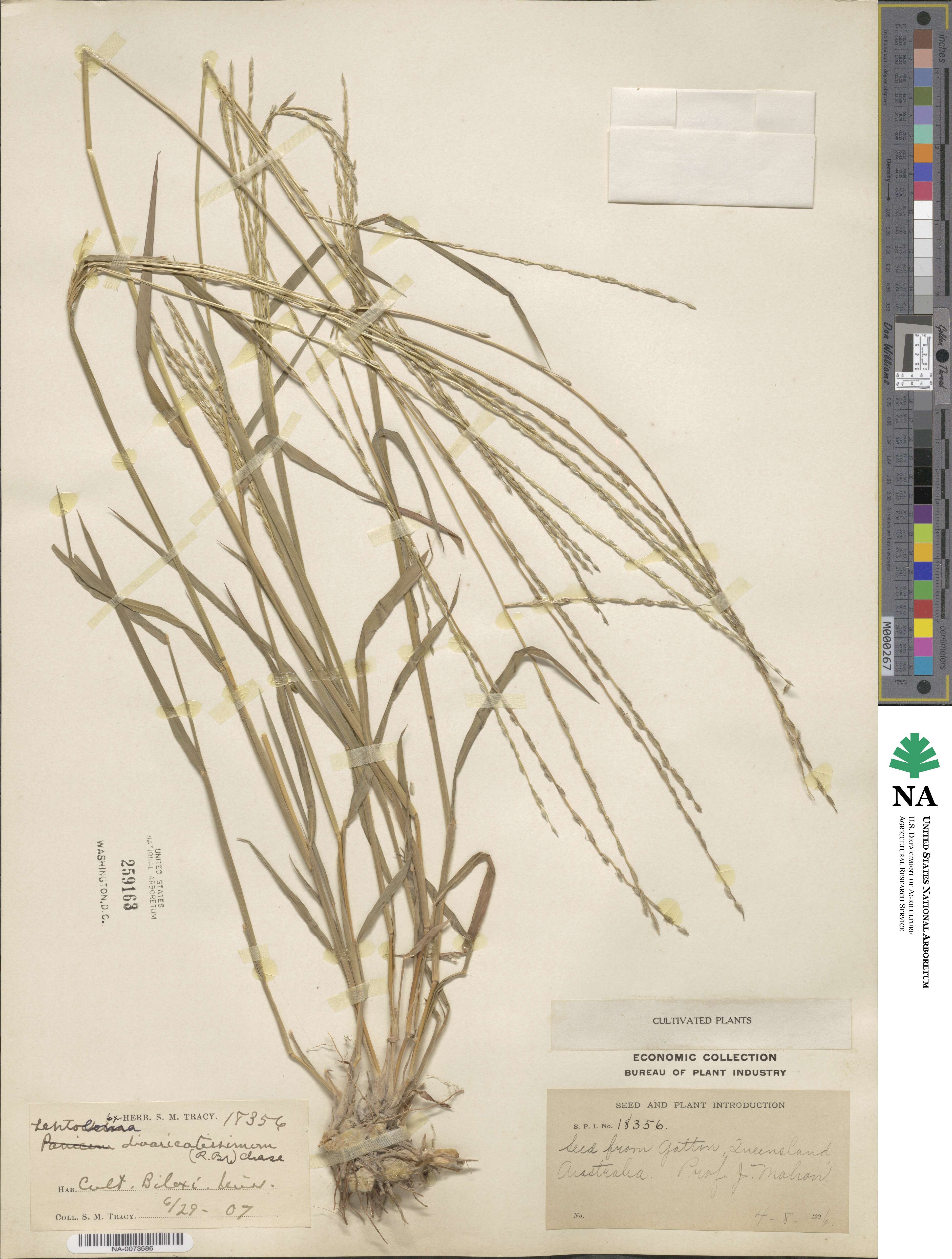Digitaria divaricatissima image