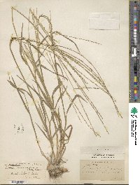 Digitaria divaricatissima image