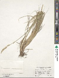 Festuca kingii image