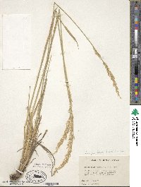 Festuca kingii image