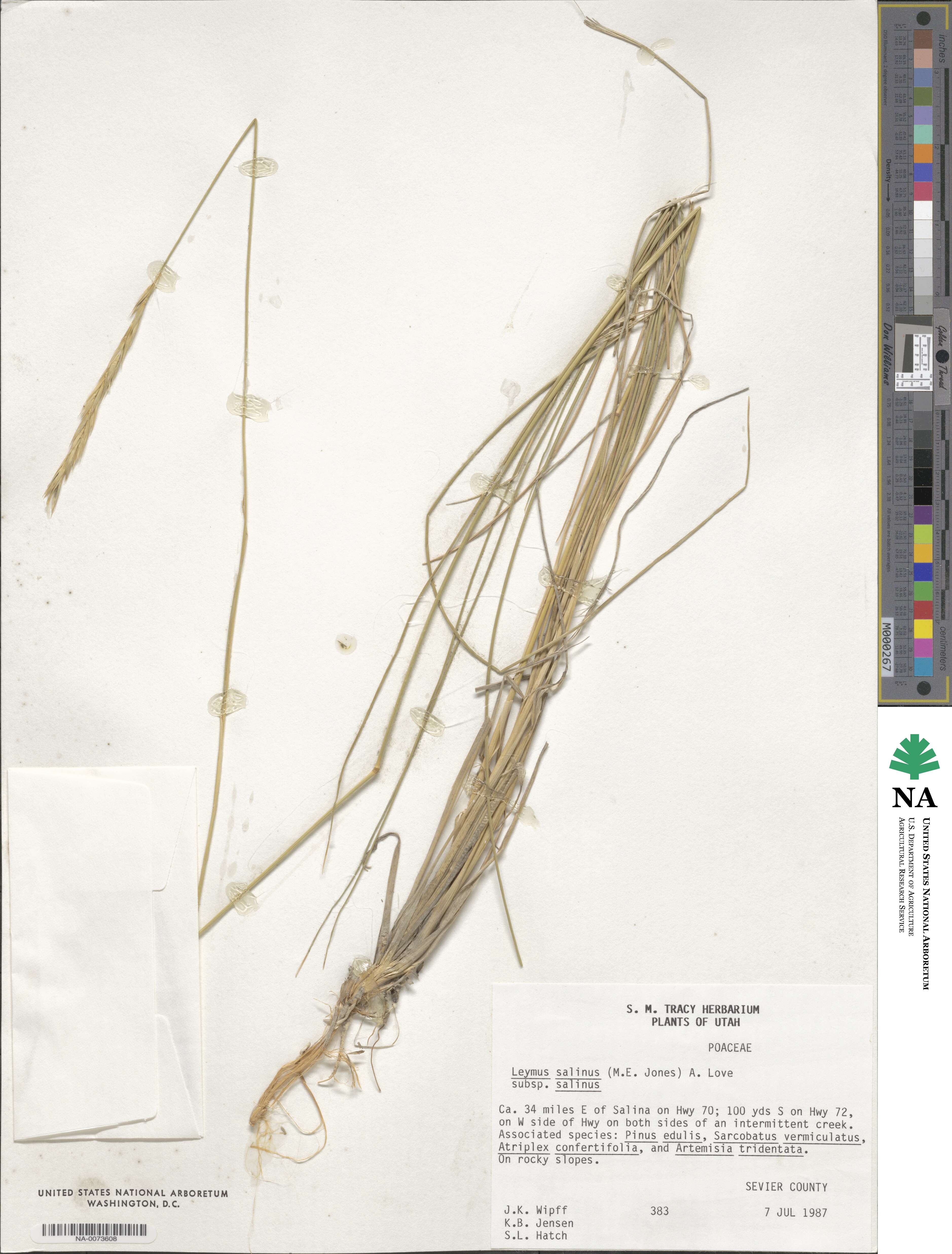Leymus salina image