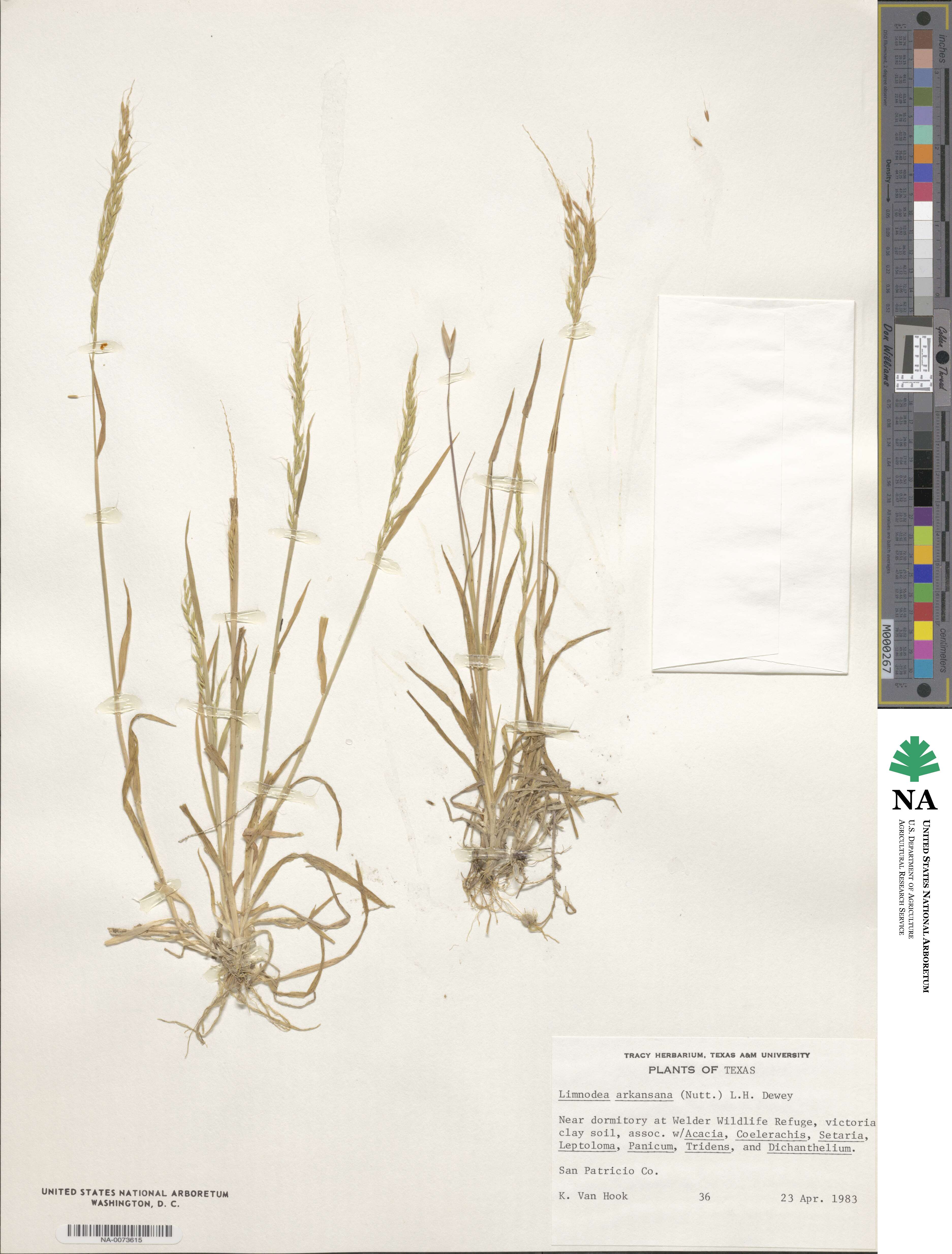 Limnodea arkansana image