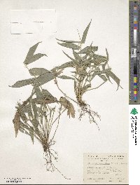 Image of Lithachne pauciflora