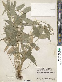 Lithachne pauciflora image