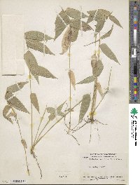 Lithachne pauciflora image