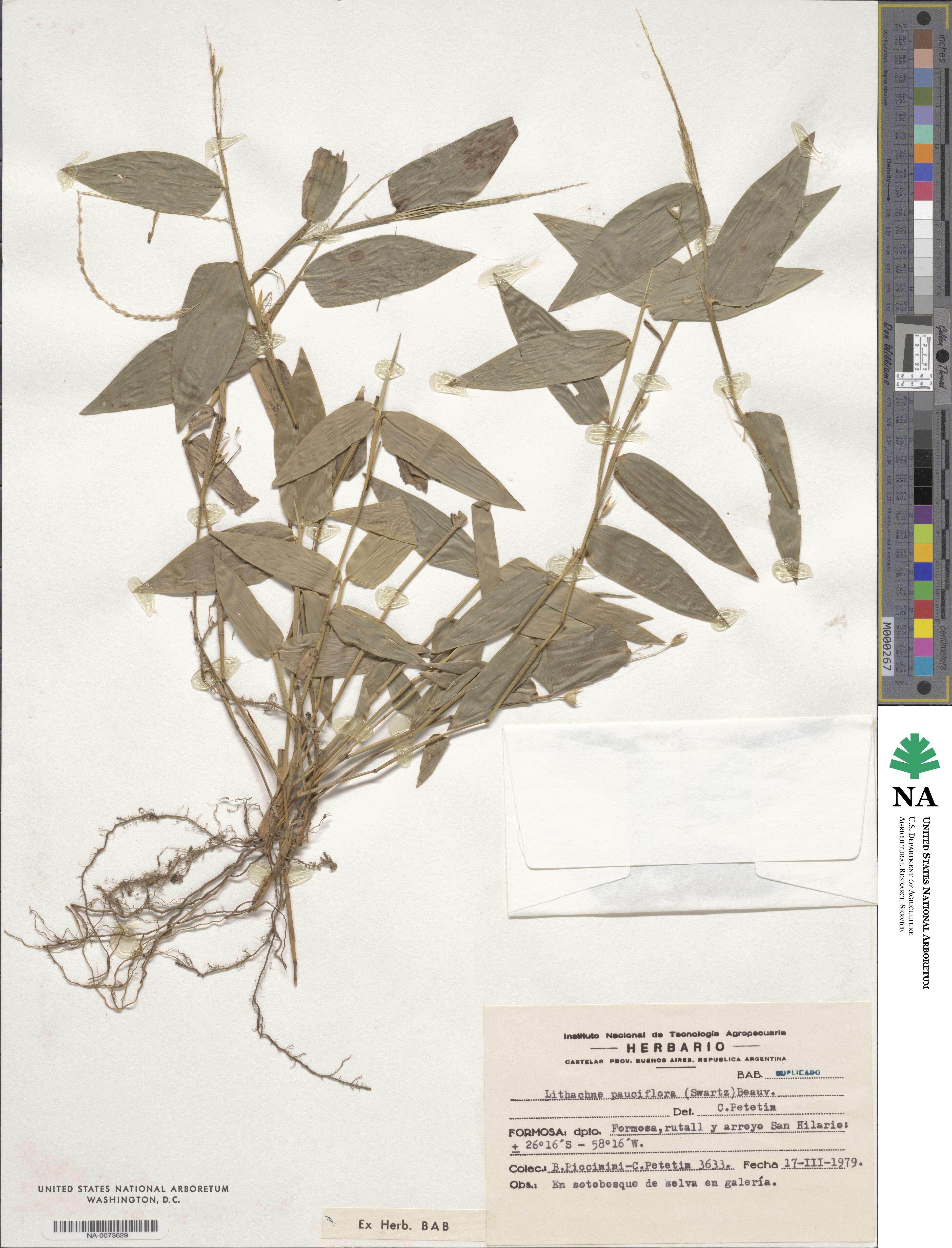 Lithachne pauciflora image