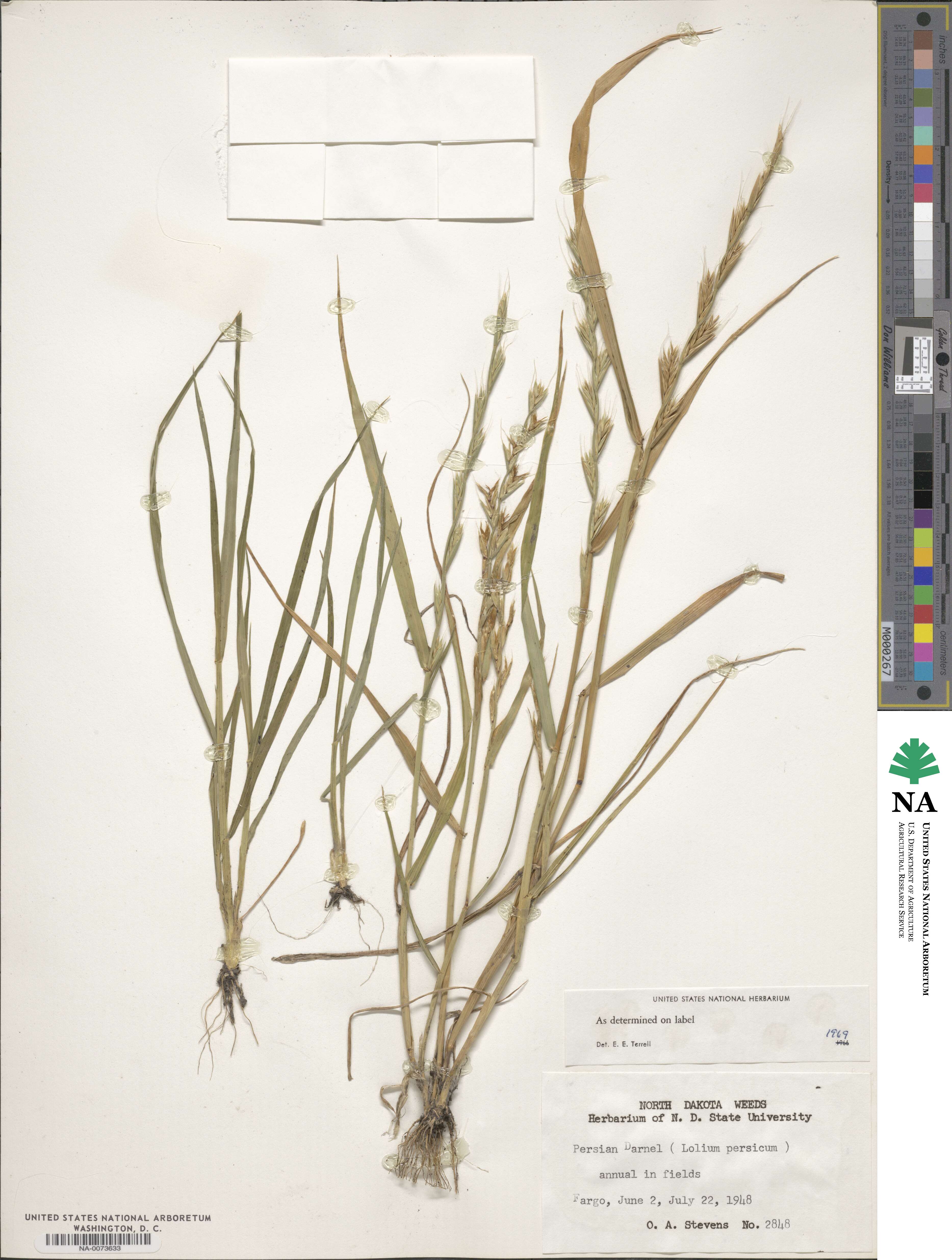 Lolium persicum image