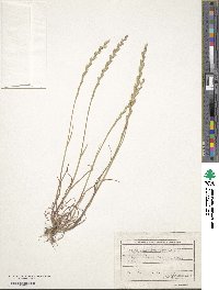 Lolium rigidum image