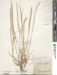 Lolium rigidum image