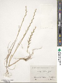 Lolium rigidum image