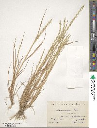 Lolium rigidum image