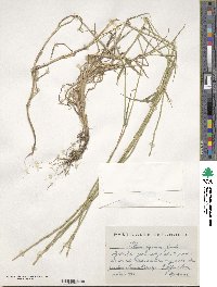 Lolium rigidum image