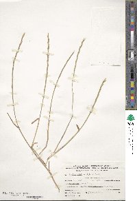 Lolium rigidum image