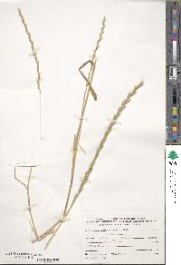 Lolium rigidum image