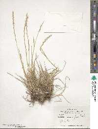 Lolium rigidum image