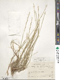 Lolium rigidum image