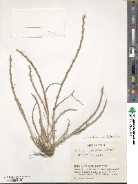 Lolium rigidum image