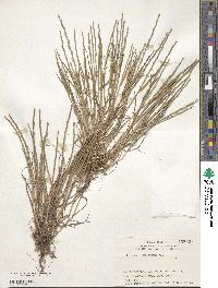 Lolium rigidum image