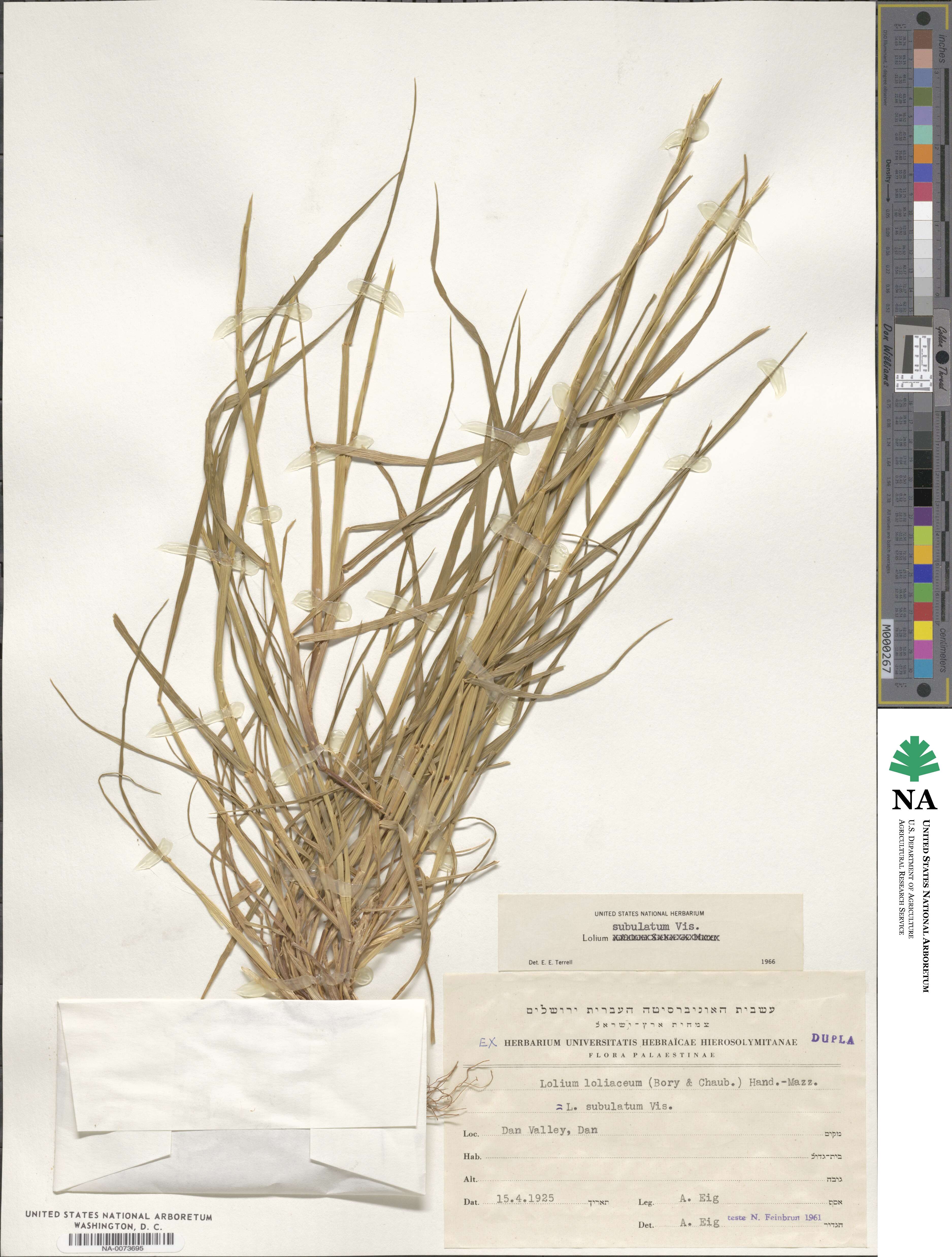 Lolium rigidum image
