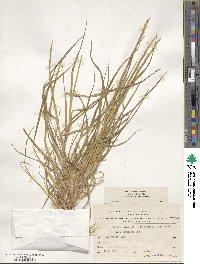 Lolium rigidum image