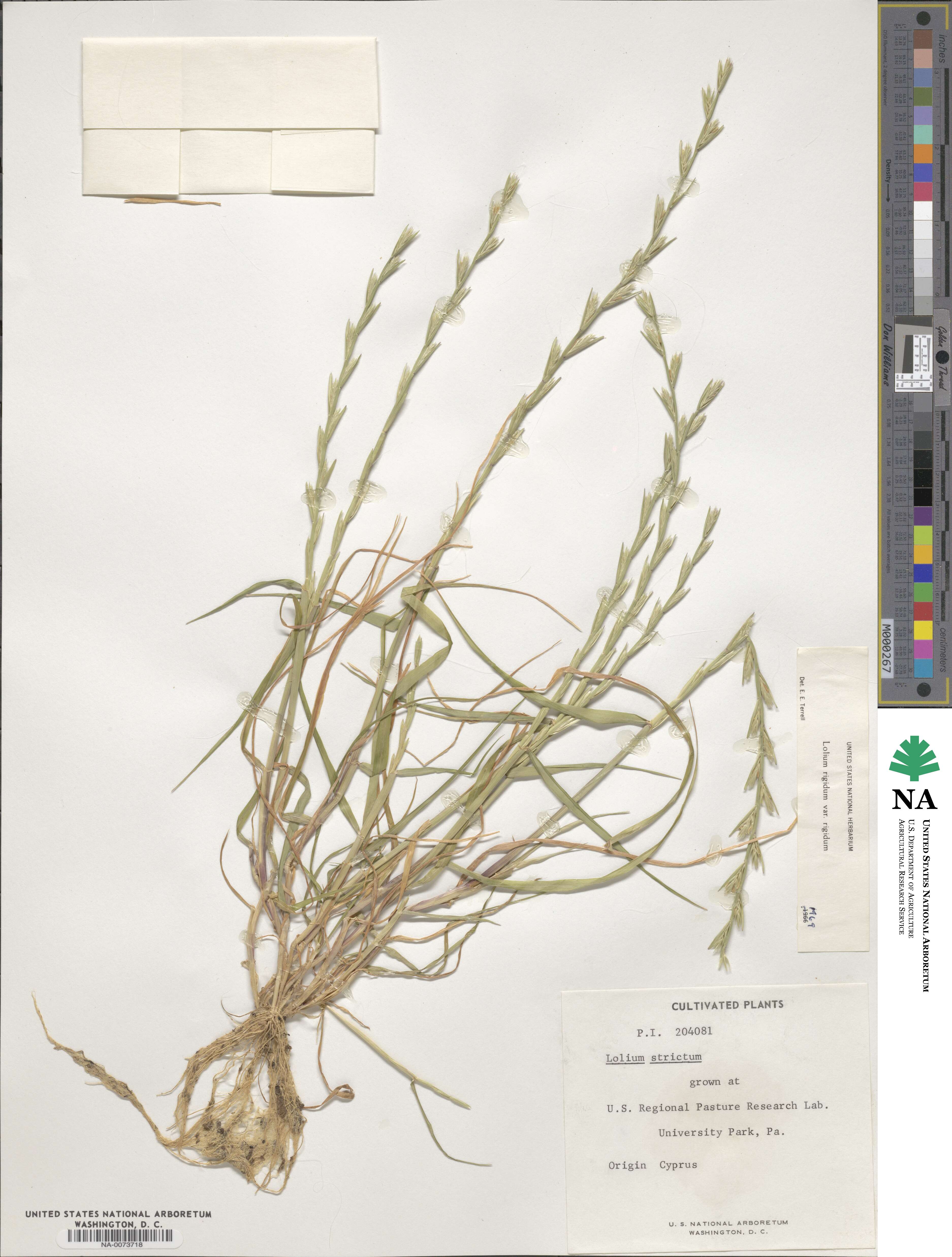 Lolium rigidum image