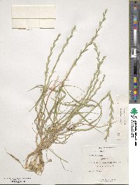 Lolium rigidum image