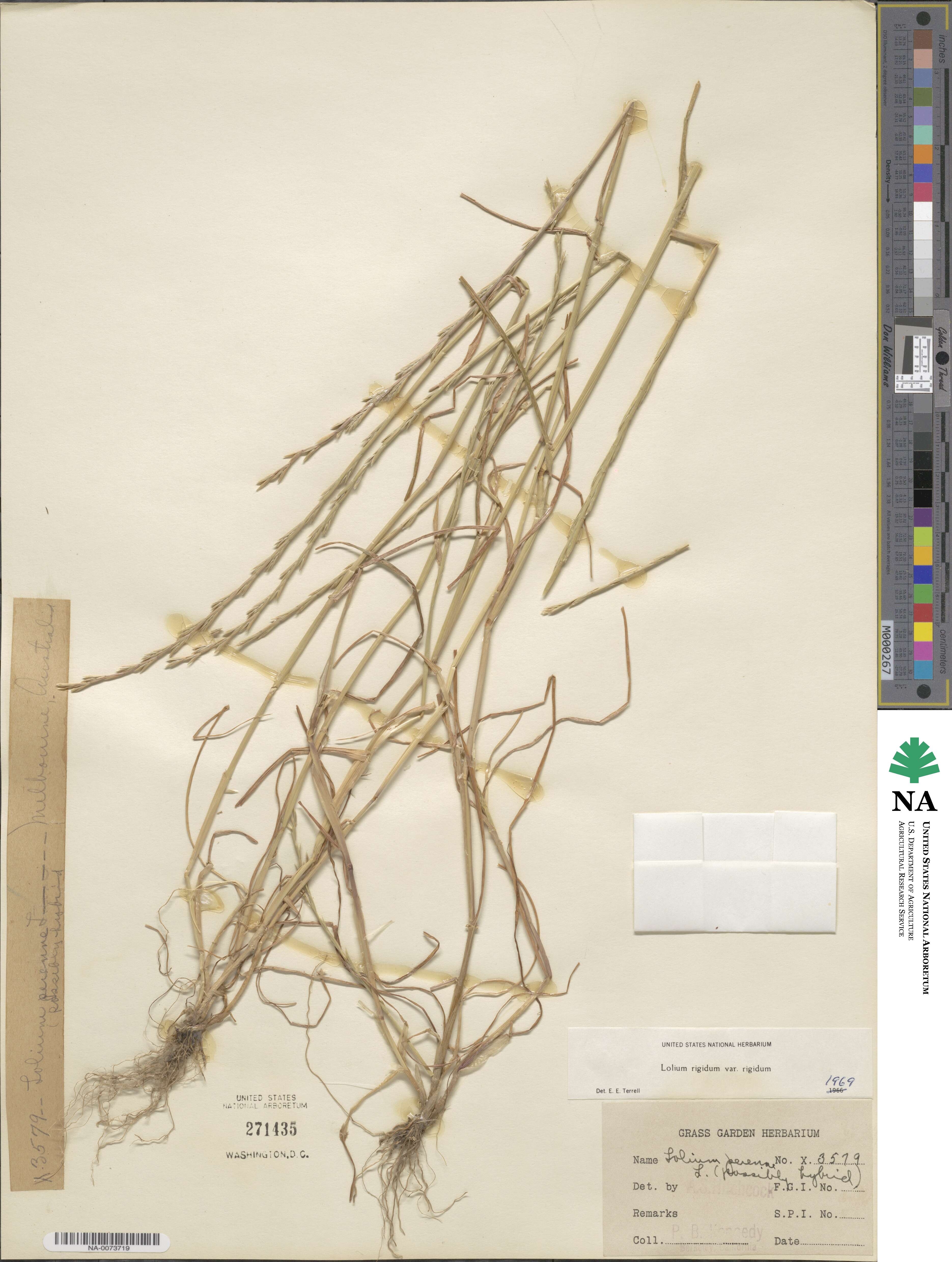 Lolium rigidum image