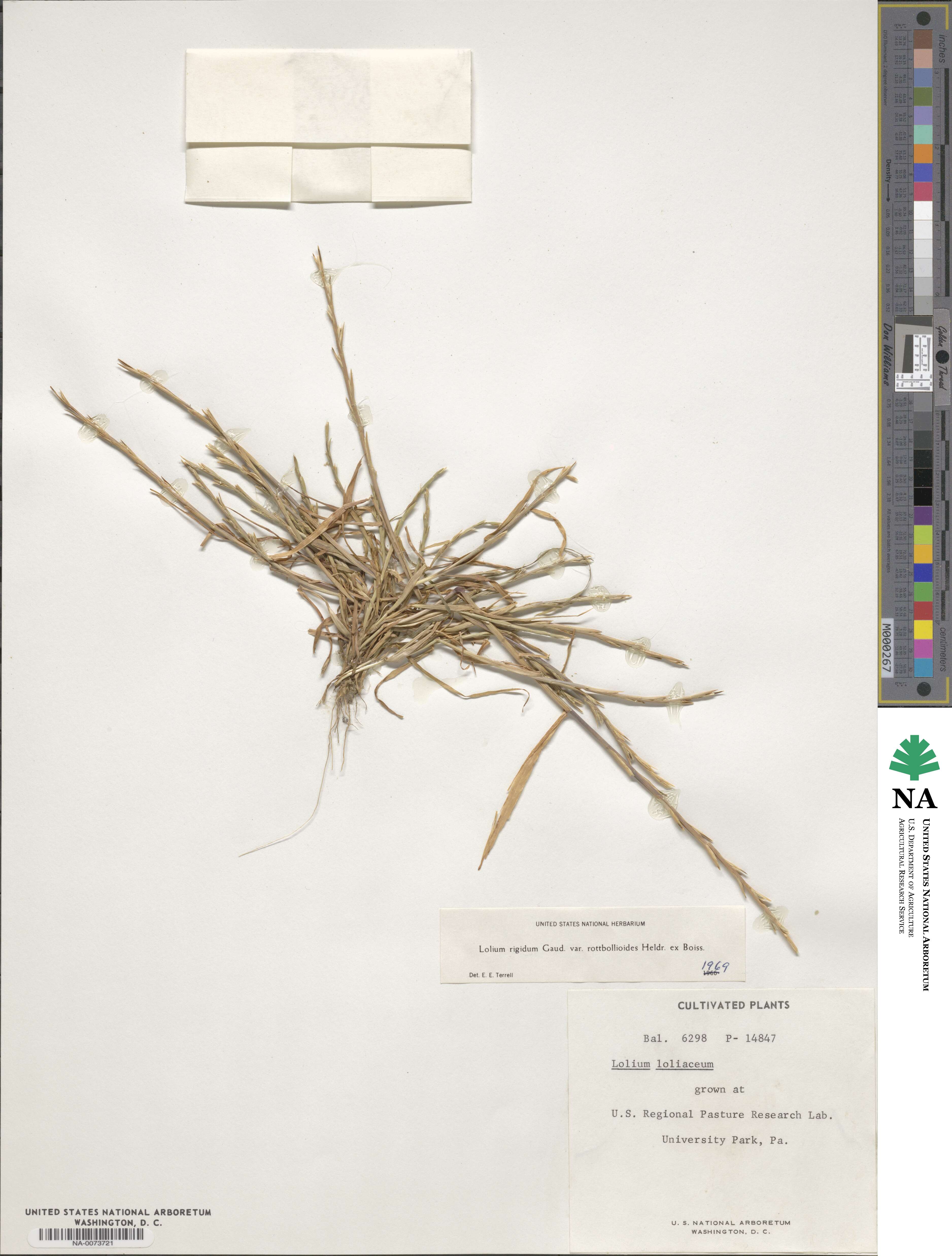 Lolium rigidum image