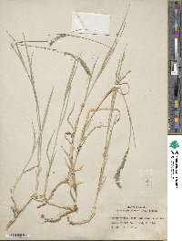 Muhlenbergia andina image