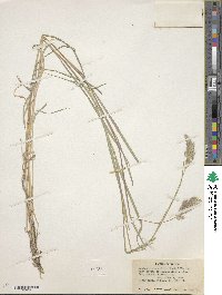 Muhlenbergia andina image