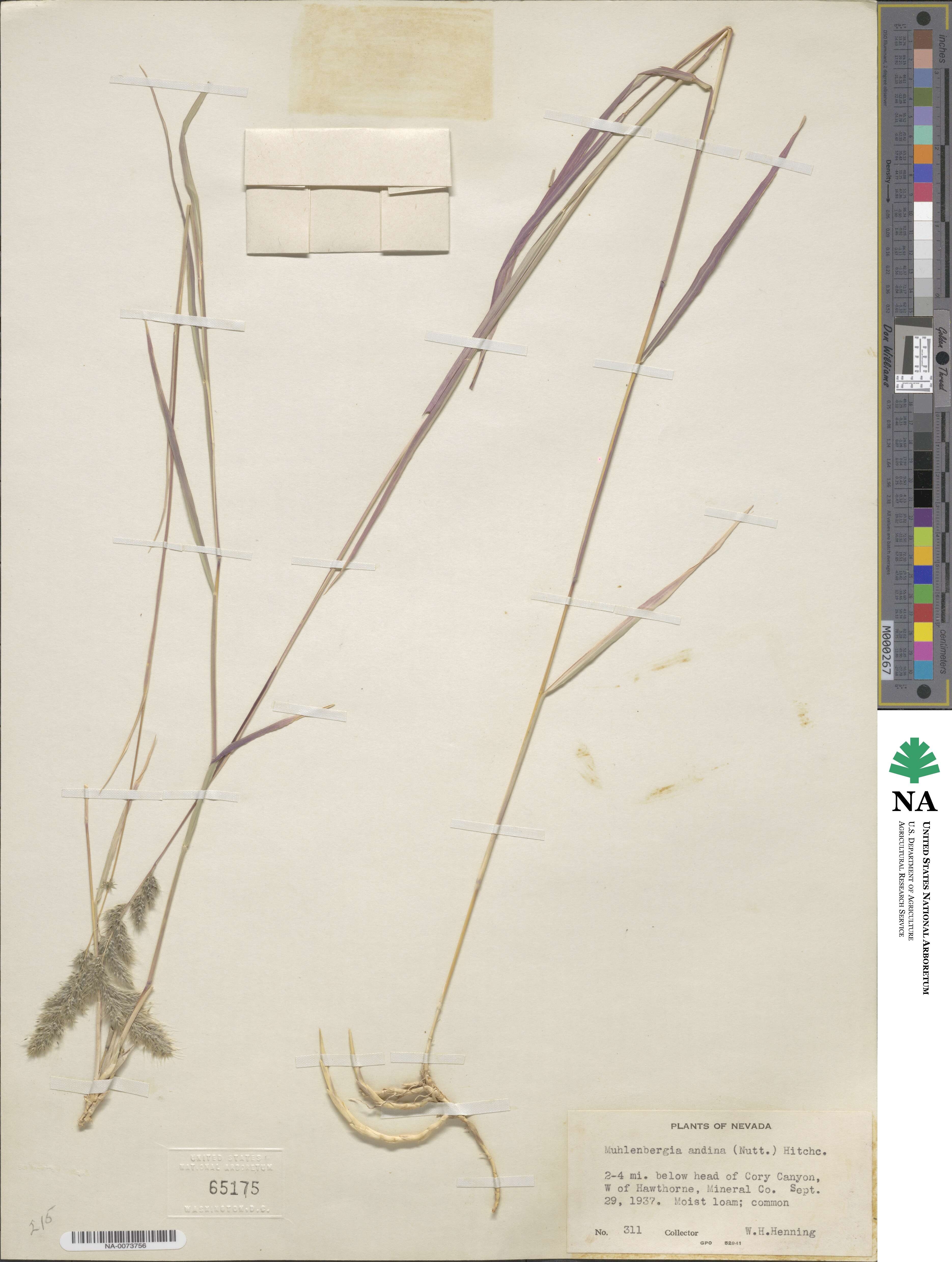 Muhlenbergia andina image