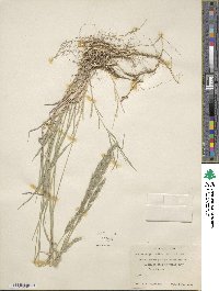 Muhlenbergia andina image